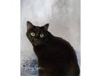 Adopt Jasmine a All Black Domestic Shorthair cat in Belton, MO (41041790)