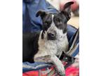 Adopt Oreo a Black - with White Cattle Dog / Pit Bull Terrier / Mixed dog in