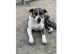 Adopt Tootsie a Tricolor (Tan/Brown & Black & White) Cattle Dog / Mixed Breed