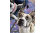 Adopt Sandy a Brindle - with White Cattle Dog / Pit Bull Terrier / Mixed dog in