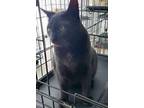 Adopt Adira a All Black Domestic Shorthair (short coat) cat in St.