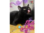 Adopt Ever After a All Black Domestic Shorthair / Mixed Breed (Medium) / Mixed