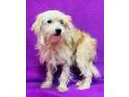 Adopt Stella a White Poodle (Miniature) / Mixed dog in Waldorf, MD (41041958)