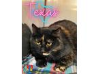 Adopt Texas a All Black Domestic Shorthair / Domestic Shorthair / Mixed cat in