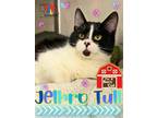 Adopt Jethro Tull a All Black Domestic Shorthair / Mixed Breed (Medium) / Mixed