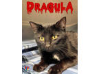Adopt Dragula a All Black Domestic Shorthair / Domestic Shorthair / Mixed cat in