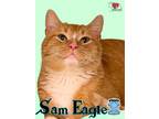 Adopt Sam Eagle a Orange or Red Domestic Shorthair / Domestic Shorthair / Mixed