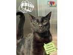 Adopt G-Unit a All Black Domestic Shorthair / Domestic Shorthair / Mixed cat in