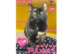Adopt Pixel a All Black Domestic Shorthair / Domestic Shorthair / Mixed cat in