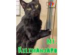 Adopt Mt. Kilimanjaro a All Black Domestic Shorthair / Mixed Breed (Medium) /