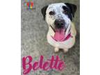 Adopt Belette a White Australian Cattle Dog / Mixed dog in Grand Island