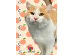 Adopt Peaches a Orange or Red Domestic Shorthair / Domestic Shorthair / Mixed