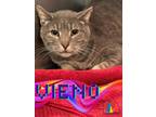 Adopt Vieno a Gray or Blue Domestic Shorthair / Domestic Shorthair / Mixed cat