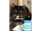 Adopt Sea Salt a All Black Domestic Longhair / Domestic Shorthair / Mixed cat in