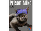 Adopt Prison Mike a All Black Domestic Shorthair / Domestic Shorthair / Mixed