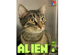 Adopt Alien a All Black Domestic Shorthair / Domestic Shorthair / Mixed cat in