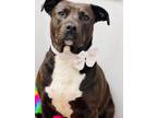 Adopt Quinn a Black - with White Pit Bull Terrier / Mixed dog in Effingham