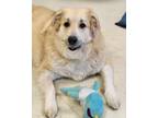 Adopt Lottie a White Great Pyrenees / Mixed dog in Effingham, IL (41030724)