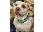 Adopt Loki a Tan/Yellow/Fawn - with White Pit Bull Terrier / Mixed dog in