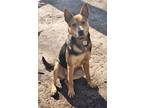 Adopt Joey a Brown/Chocolate - with Black German Shepherd Dog / Mixed Breed