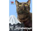 Adopt Mt. Shishapangma a All Black Domestic Shorthair / Mixed Breed (Medium) /