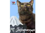 Adopt Mt. Shishapangma a All Black Domestic Shorthair / Domestic Shorthair /