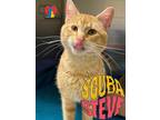 Adopt Scuba Steve a Orange or Red Domestic Shorthair / Domestic Shorthair /
