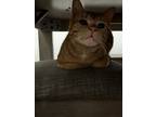 Adopt Pyro Winston whiskers a Orange or Red (Mostly) American Shorthair / Mixed