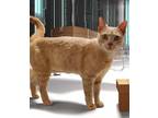 Adopt Butter a Cream or Ivory Domestic Shorthair / Mixed (short coat) cat in