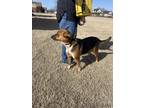 Adopt Pip a Tricolor (Tan/Brown & Black & White) Cattle Dog / Beagle / Mixed dog