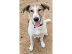 Adopt Quentin a White - with Brown or Chocolate St. Bernard / Collie / Mixed dog
