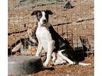 Adopt Paterson a Black - with White Cattle Dog / Catahoula Leopard Dog / Mixed