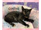 Adopt Godiva a Tortoiseshell Domestic Shorthair (short coat) cat in Lauderhill