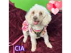 Adopt Cia a White Poodle (Miniature) / Mixed dog in Hollywood, FL (41041394)