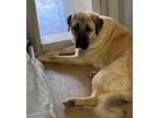 Adopt Julian a Tan/Yellow/Fawn Anatolian Shepherd / Mixed dog in Marshall