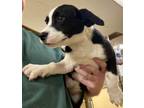 Adopt Isabelle a Black - with White Beagle / Mixed Breed (Medium) / Mixed dog in
