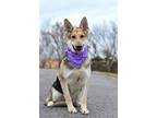 Adopt Semora - Adoptable a German Shepherd Dog / Mixed dog in Chickamauga