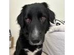 Adopt Briar Rose a Black Border Collie / Mixed dog in Dallas, TX (39753384)