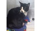 Adopt 655894 a All Black Domestic Shorthair / Domestic Shorthair / Mixed cat in