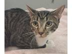 Adopt 655893 a Tan or Fawn Domestic Shorthair / Domestic Shorthair / Mixed cat