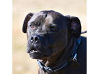 Adopt Buddy a Black Mixed Breed (Large) / Mixed dog in Ponderay, ID (40120764)