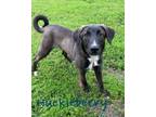 Adopt Huckleberry 123387 a Black Labrador Retriever dog in Joplin, MO (41040089)