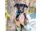 Adopt Sage a Black Dachshund / Mixed dog in Waco, TX (41030386)