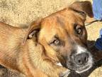 Adopt Ronan a Brown/Chocolate Mixed Breed (Medium) / Mixed Breed (Medium) /