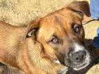 Adopt Ronan a Brown/Chocolate Mixed Breed (Medium) / Mixed dog in Georgetown