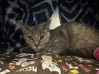 Adopt Starbies a Gray or Blue Domestic Shorthair / Domestic Shorthair / Mixed