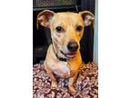 Adopt Henry a Tan/Yellow/Fawn Dachshund / Miniature Pinscher / Mixed dog in