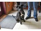 Adopt Rex a Black - with White Labrador Retriever / Mixed dog in North Judson
