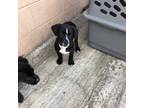 Adopt Toby a Black Border Collie / Mixed dog in The Dalles, OR (41039319)
