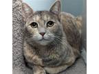 Adopt Venus a Calico or Dilute Calico Domestic Shorthair / Mixed cat in